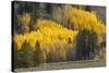 Autumn view of willows along shoreline of Two Ocean Lake, Grand Teton National Park, Wyoming-Adam Jones-Stretched Canvas