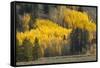 Autumn view of willows along shoreline of Two Ocean Lake, Grand Teton National Park, Wyoming-Adam Jones-Framed Stretched Canvas