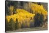 Autumn view of willows along shoreline of Two Ocean Lake, Grand Teton National Park, Wyoming-Adam Jones-Stretched Canvas