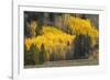 Autumn view of willows along shoreline of Two Ocean Lake, Grand Teton National Park, Wyoming-Adam Jones-Framed Photographic Print