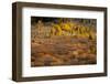 Autumn view of willows and aspen groves, Grand Teton National Park.-Adam Jones-Framed Photographic Print