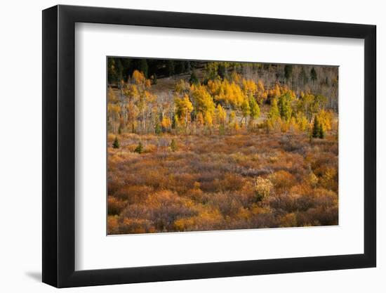 Autumn view of willows and aspen groves, Grand Teton National Park.-Adam Jones-Framed Photographic Print