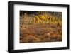 Autumn view of willows and aspen groves, Grand Teton National Park.-Adam Jones-Framed Photographic Print