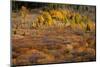 Autumn view of willows and aspen groves, Grand Teton National Park.-Adam Jones-Mounted Photographic Print