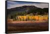 Autumn view of willows and aspen groves, Grand Teton National Park.-Adam Jones-Framed Stretched Canvas