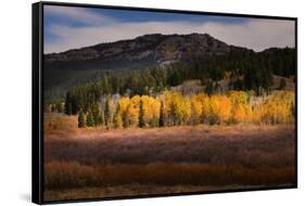 Autumn view of willows and aspen groves, Grand Teton National Park.-Adam Jones-Framed Stretched Canvas