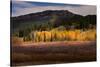 Autumn view of willows and aspen groves, Grand Teton National Park.-Adam Jones-Stretched Canvas