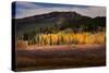 Autumn view of willows and aspen groves, Grand Teton National Park.-Adam Jones-Stretched Canvas