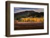 Autumn view of willows and aspen groves, Grand Teton National Park.-Adam Jones-Framed Photographic Print