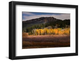 Autumn view of willows and aspen groves, Grand Teton National Park.-Adam Jones-Framed Photographic Print