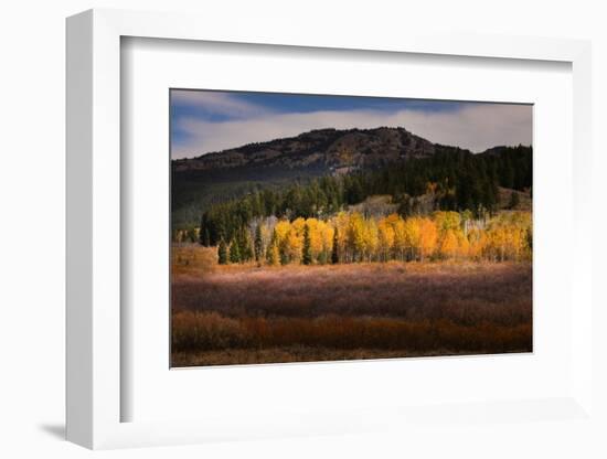 Autumn view of willows and aspen groves, Grand Teton National Park.-Adam Jones-Framed Photographic Print