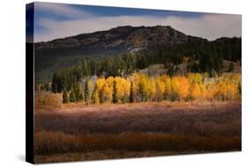 Autumn view of willows and aspen groves, Grand Teton National Park.-Adam Jones-Stretched Canvas