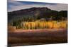 Autumn view of willows and aspen groves, Grand Teton National Park.-Adam Jones-Mounted Photographic Print