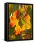 Autumn Vine Leaf, Vineyard, Near Bright, Victoria, Australia-David Wall-Framed Stretched Canvas