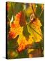 Autumn Vine Leaf, Vineyard, Near Bright, Victoria, Australia-David Wall-Stretched Canvas