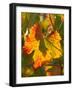 Autumn Vine Leaf, Vineyard, Near Bright, Victoria, Australia-David Wall-Framed Photographic Print