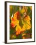 Autumn Vine Leaf, Vineyard, Near Bright, Victoria, Australia-David Wall-Framed Photographic Print