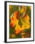 Autumn Vine Leaf, Vineyard, Near Bright, Victoria, Australia-David Wall-Framed Photographic Print