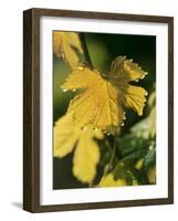 Autumn Vine Leaves in Corbieres, South of France-Joerg Lehmann-Framed Photographic Print