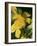 Autumn Vine Leaves in Corbieres, South of France-Joerg Lehmann-Framed Photographic Print