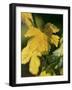 Autumn Vine Leaves in Corbieres, South of France-Joerg Lehmann-Framed Photographic Print