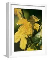 Autumn Vine Leaves in Corbieres, South of France-Joerg Lehmann-Framed Photographic Print