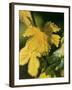 Autumn Vine Leaves in Corbieres, South of France-Joerg Lehmann-Framed Photographic Print