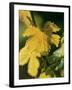 Autumn Vine Leaves in Corbieres, South of France-Joerg Lehmann-Framed Photographic Print