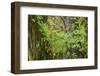 Autumn vine maple, Hoh rainforest-Ken Archer-Framed Photographic Print