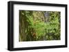Autumn vine maple, Hoh rainforest-Ken Archer-Framed Photographic Print