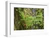 Autumn vine maple, Hoh rainforest-Ken Archer-Framed Photographic Print