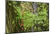 Autumn vine maple, Hoh rainforest-Ken Archer-Mounted Photographic Print