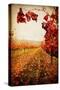 Autumn Vines-Jessica Rogers-Stretched Canvas