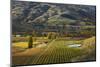 Autumn Vineyard colors, Bannockburn, Central Otago, South Island, New Zealand-David Wall-Mounted Photographic Print