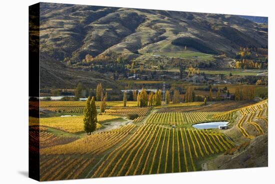 Autumn Vineyard colors, Bannockburn, Central Otago, South Island, New Zealand-David Wall-Stretched Canvas