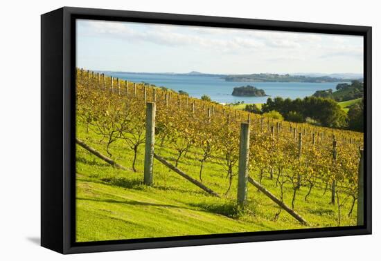 Autumn Vineyard on Waiheke Island, Auckland, North Island, New Zealand, Pacific-Matthew Williams-Ellis-Framed Stretched Canvas