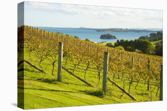 Autumn Vineyard on Waiheke Island, Auckland, North Island, New Zealand, Pacific-Matthew Williams-Ellis-Stretched Canvas