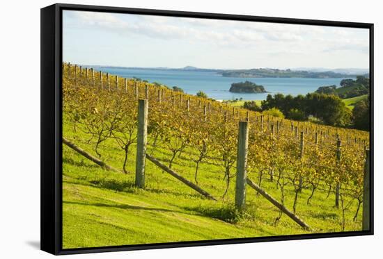 Autumn Vineyard on Waiheke Island, Auckland, North Island, New Zealand, Pacific-Matthew Williams-Ellis-Framed Stretched Canvas