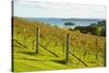 Autumn Vineyard on Waiheke Island, Auckland, North Island, New Zealand, Pacific-Matthew Williams-Ellis-Stretched Canvas
