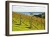 Autumn Vineyard on Waiheke Island, Auckland, North Island, New Zealand, Pacific-Matthew Williams-Ellis-Framed Photographic Print