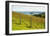 Autumn Vineyard on Waiheke Island, Auckland, North Island, New Zealand, Pacific-Matthew Williams-Ellis-Framed Photographic Print