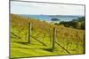 Autumn Vineyard on Waiheke Island, Auckland, North Island, New Zealand, Pacific-Matthew Williams-Ellis-Mounted Photographic Print