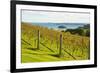 Autumn Vineyard on Waiheke Island, Auckland, North Island, New Zealand, Pacific-Matthew Williams-Ellis-Framed Photographic Print