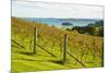 Autumn Vineyard on Waiheke Island, Auckland, North Island, New Zealand, Pacific-Matthew Williams-Ellis-Mounted Photographic Print