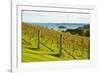 Autumn Vineyard on Waiheke Island, Auckland, North Island, New Zealand, Pacific-Matthew Williams-Ellis-Framed Photographic Print