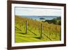 Autumn Vineyard on Waiheke Island, Auckland, North Island, New Zealand, Pacific-Matthew Williams-Ellis-Framed Photographic Print