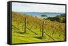 Autumn Vineyard on Waiheke Island, Auckland, North Island, New Zealand, Pacific-Matthew Williams-Ellis-Framed Stretched Canvas