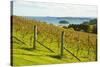 Autumn Vineyard on Waiheke Island, Auckland, North Island, New Zealand, Pacific-Matthew Williams-Ellis-Stretched Canvas