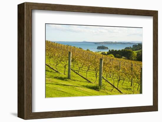 Autumn Vineyard on Waiheke Island, Auckland, North Island, New Zealand, Pacific-Matthew Williams-Ellis-Framed Photographic Print