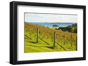 Autumn Vineyard on Waiheke Island, Auckland, North Island, New Zealand, Pacific-Matthew Williams-Ellis-Framed Photographic Print